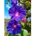 Ипомея пурпурная, Ipomea Purpurea (5 семян)