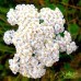 Тысячелистник обыкновенный, Achillea Millefolium (100 семян)