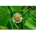Эклипта Алба, простёртая, Брингарадж, Eclipta Alba (30 семян)
