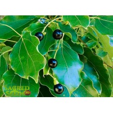 Камфорное дерево, Коричник камфорный, Cinnamonum camphora (10 семян)