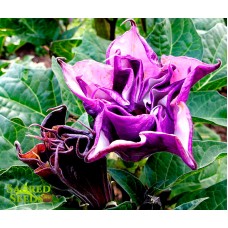 Дурман индийский, Datura Metel Purple (400 семян)