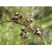 Эвкалипт Камальдульский, Eucalyptus Camaldulensis, River Red Gum (20 семян)