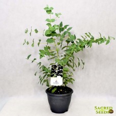 Эвкалипт Дальримпля, Eucalyptus Dalrympleana - Mountain White Gum (20 семян)