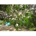 Эвкалипт Дальримпля, Eucalyptus Dalrympleana - Mountain White Gum (20 семян)