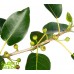 Фикус Религиоза, Религиозный, Дерево Бодхи, Ficus Religiosa, Sacred Fig (10 семян) 