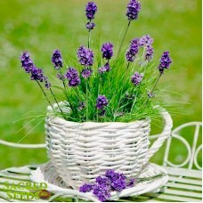 Лаванда Настоящая, Lavender True, Officinalis (50 семян)
