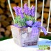 Лаванда Настоящая, Lavender True, Officinalis (50 семян)