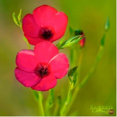 Лен крупноцветковый, красный, Рубрум, Linum Grandiflorum Rubrum (25 семян)