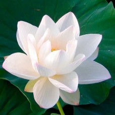 Лотос священный, Белый, Nymphaea Lotus (2 семени)