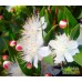 Мирт Чилийский, Лума Остроконечная, Myrtus Luma (10 семян)