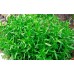 Эстрагон, Тархун, Tarragon Artemisia Dracunculus (100 семян)