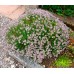 Чабрец, Тимьян обыкновенный, Thymus Vulgaris (50 семян)